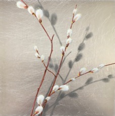 Pollen on Pussywillows  8