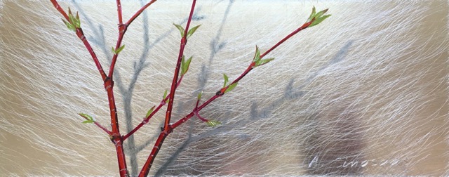 Spring Dogwood 4